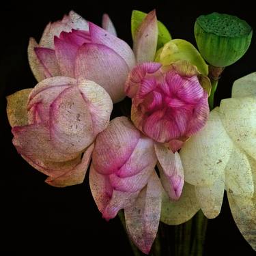 Original Fine Art Floral Photography by Martine Vanderspuy