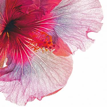 Hibiscus Love 10/25 Canvas ready to hang - Limited Edition of 25 thumb