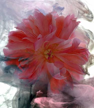 Original Conceptual Floral Photography by Martine Vanderspuy