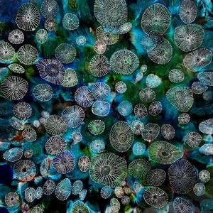 Collection Underwater Universe