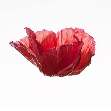 Original Modern Botanic Photography by Benjamin De Diesbach