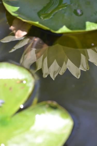 Water lily reflection thumb