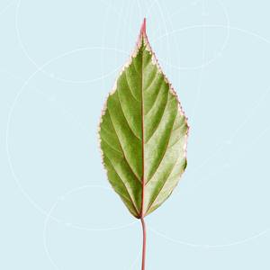 Leaf Curvature - #2 of 25