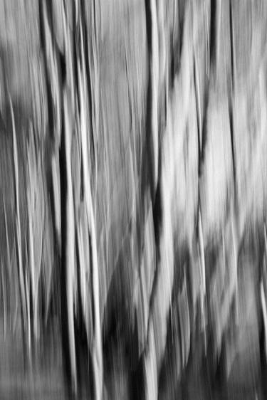 Orford Forest Abstract II by Sylvia Lockhart Edition 1 of 10 thumb