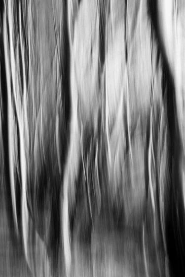 Orford Forest Abstract I by Sylvia Lockhart - Limited Edition 1 of 10 thumb