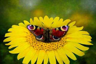 Butterfly Bodypainting Illusion thumb