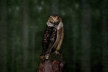 Owl Bodypainting Illusion thumb