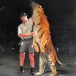 Feeding the Tiger by Laslo Sergiu