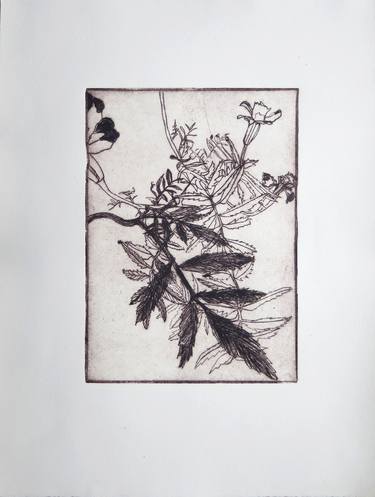 Print of Figurative Botanic Printmaking by conny kunert