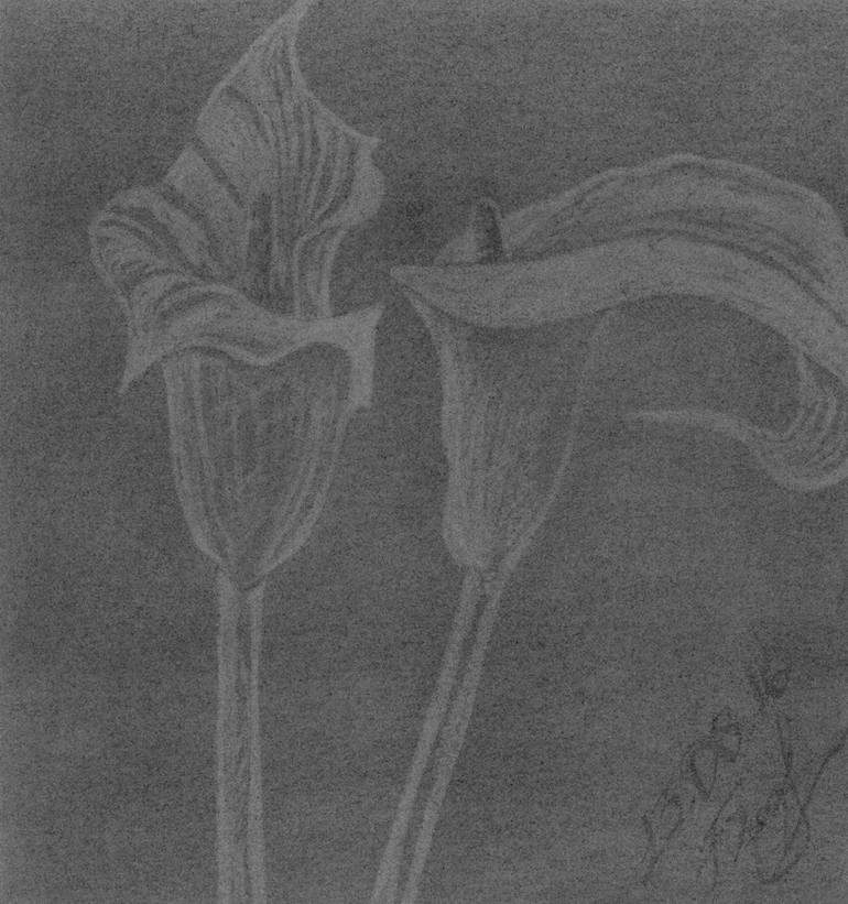 Original Calla lily charcoal drawing cheapest