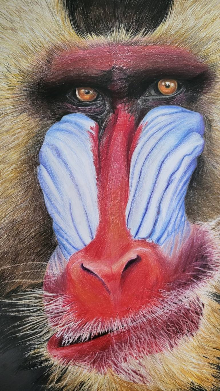 Original Realism Animal Drawing by Kamila Strzeszewska