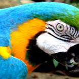 arara azul by Luciana de Castro Carneiro