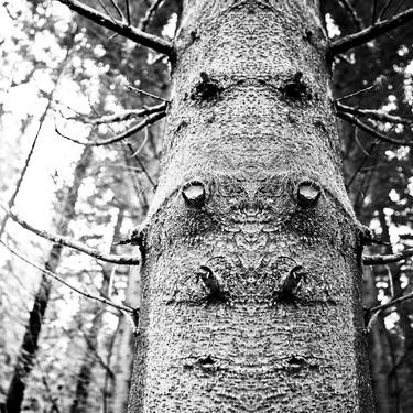 Wonder Tree 043 thumb