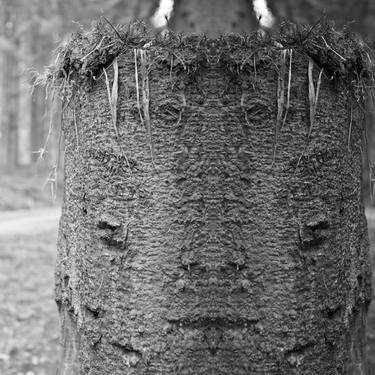 Print of Tree Photography by Alexander Heiduschka