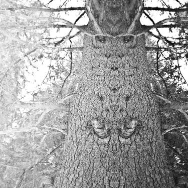 Print of Tree Photography by Alexander Heiduschka