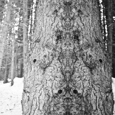 Print of Tree Photography by Alexander Heiduschka