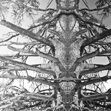 Original Surrealism Tree Photography by Alexander Heiduschka