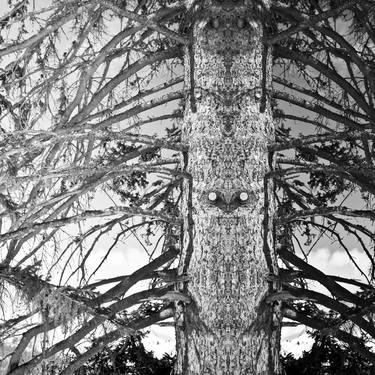 Print of Surrealism Tree Photography by Alexander Heiduschka