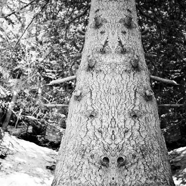 Original Surrealism Tree Photography by Alexander Heiduschka