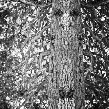 Original Tree Photography by Alexander Heiduschka