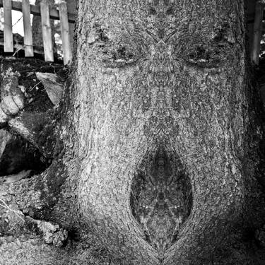 Original Surrealism Tree Photography by Alexander Heiduschka