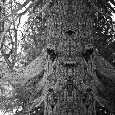 Print of Surrealism Tree Photography by Alexander Heiduschka