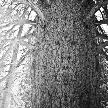 Wonder Tree 068 thumb