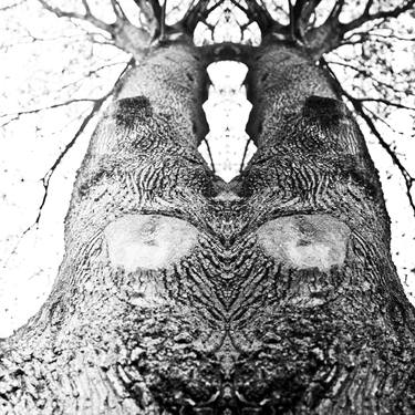 Wonder Tree 078 thumb