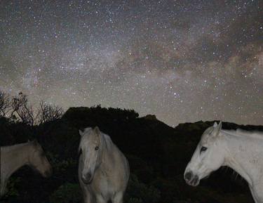 Original Fine Art Horse Photography by Laurie Larson