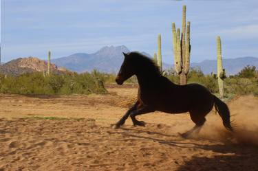 Print of Photorealism Horse Photography by Laurie Larson