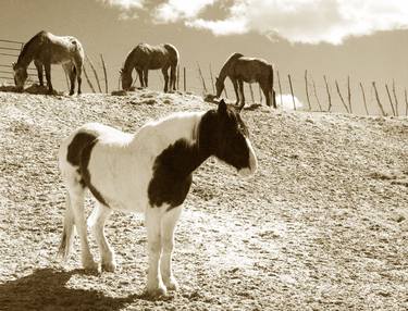 Print of Horse Photography by Laurie Larson