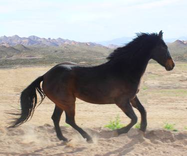 Print of Fine Art Horse Photography by Laurie Larson