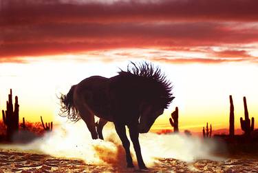 Print of Photorealism Horse Photography by Laurie Larson