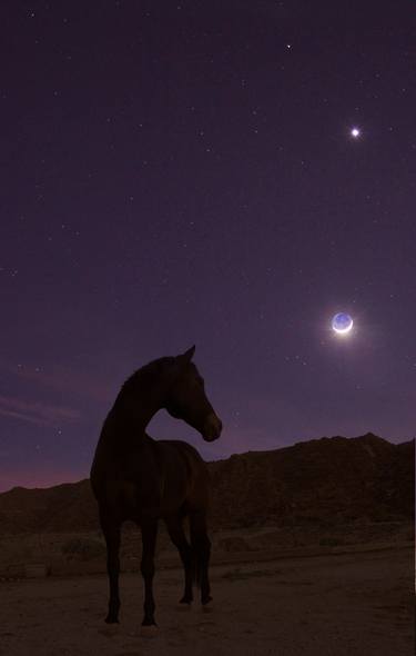 Print of Fine Art Horse Photography by Laurie Larson