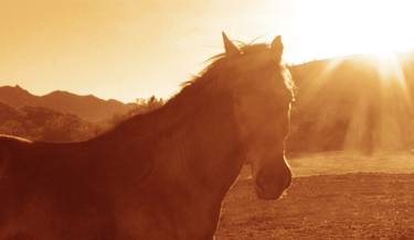 Print of Fine Art Horse Photography by Laurie Larson