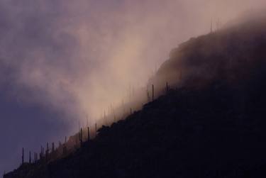 Misty Mountain Saguaros thumb