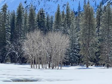 Original Realism Tree Photography by William Fontana  Sr