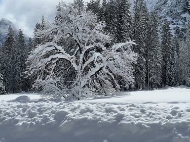 Dutch Elm Tree in Winter of 23 Snow thumb