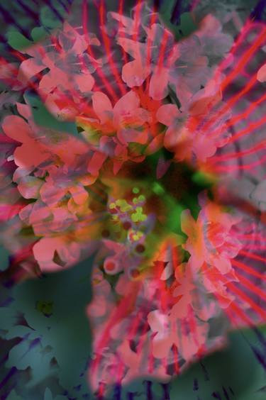 Print of Abstract Floral Photography by Phillipa Bloom