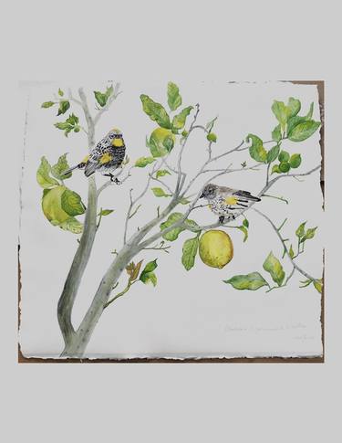 Audubon(Yellow-rumped Warblers)in a lemon tree thumb