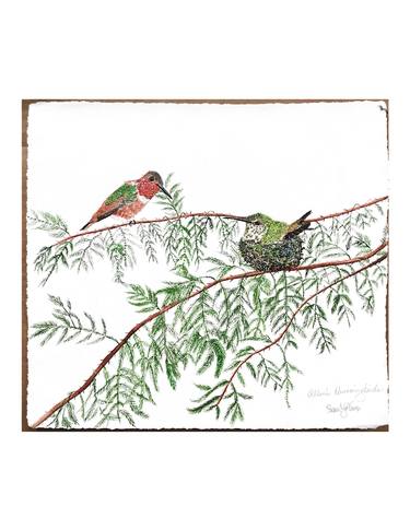 Allen's Hummingbirds in a Redwood tree thumb