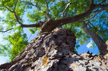 Print of Tree Photography by Sebasfixiarte Vélez Baena