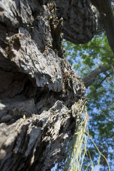 Print of Abstract Tree Photography by Sebasfixiarte Vélez Baena