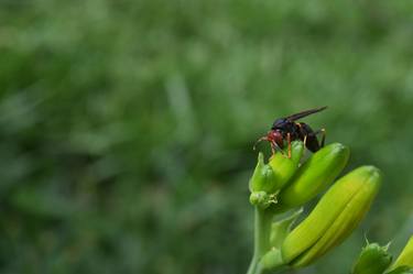 Print of Figurative Animal Photography by Sebasfixiarte Vélez Baena