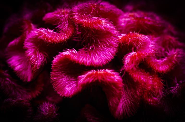 Red and hairy Photography by Anna Sowinska | Saatchi Art