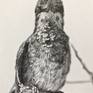 Hummingbird resting - closeup view
