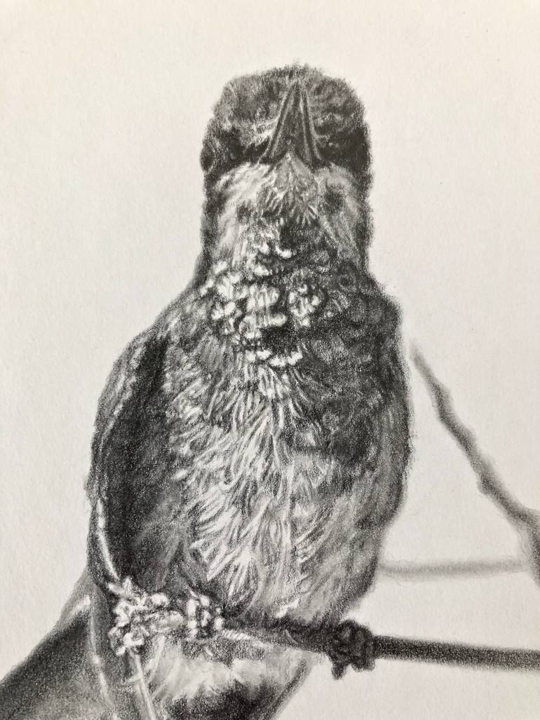 Original Realism Animal Drawing by Peter Strobos