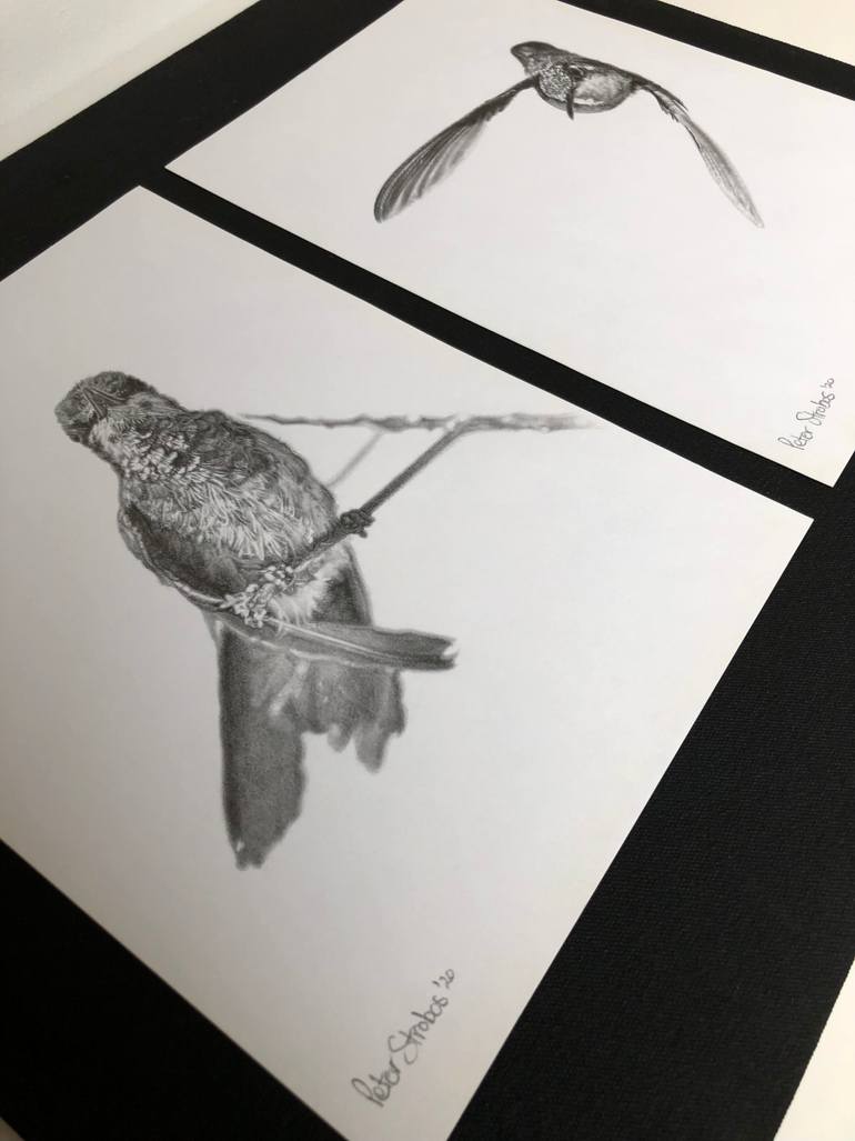 Original Realism Animal Drawing by Peter Strobos