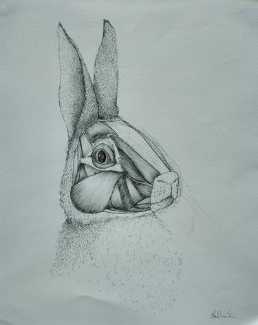 Original Animal Drawings by Clara Almada