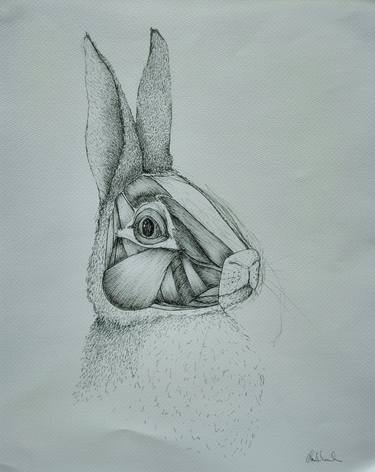 Original Fine Art Animal Drawings by Clara Almada